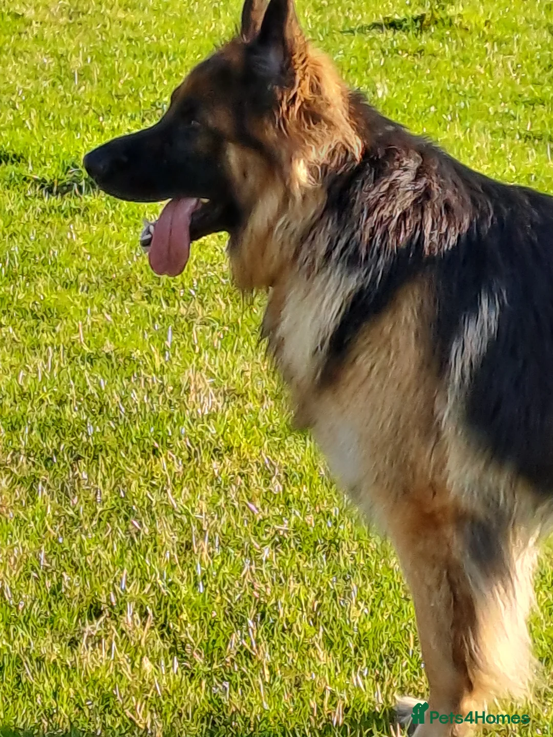 German Shepherd dogs for stud: Proven , Beautiful, health tested, long coat GSD  in Alnwick - Advert 2