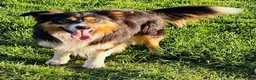 Bordoodle dogs for sale: Handsome doodle boy pups - Advert 14
