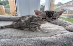 Bengal cats for sale: 3 Pedigree Bengal kittens, Male, for sale - Image 13