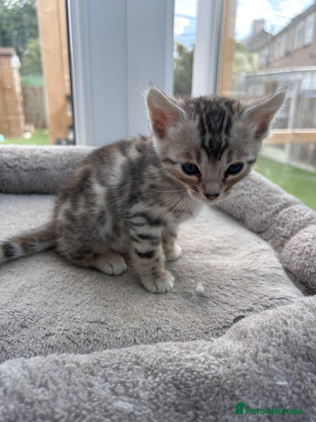 Bengal cats for sale: 3 Pedigree Bengal kittens, Male, for sale - Image 13