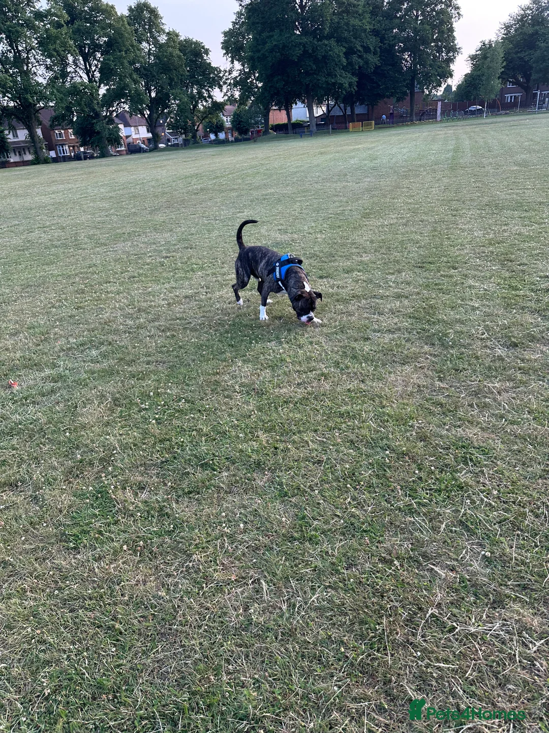 Staffordshire Bull Terrier dogs for sale: Staffy male 2 years 1 month  - Advert 9