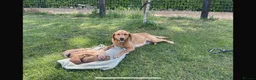 Labradoodle dogs for sale: F1 Miniature Labradoodle puppies  - Advert 6