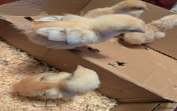 Chickens poultry for sale: Mixed breed chicks and Silkies - Image 11