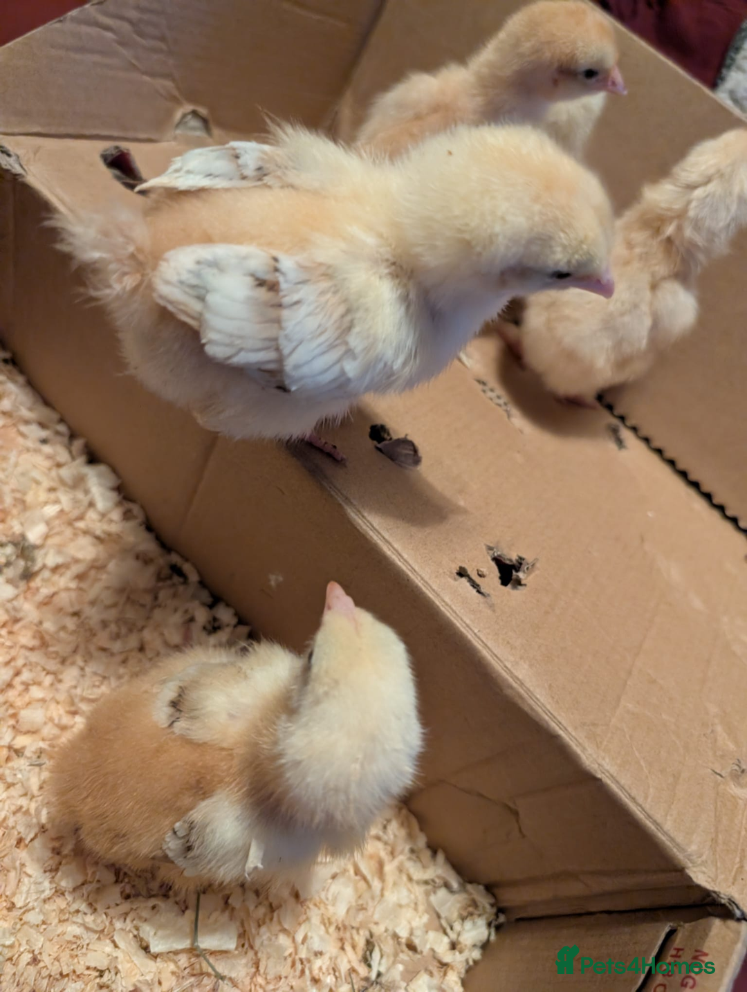 Chickens poultry for sale: Mixed breed chicks and Silkies - Image 11