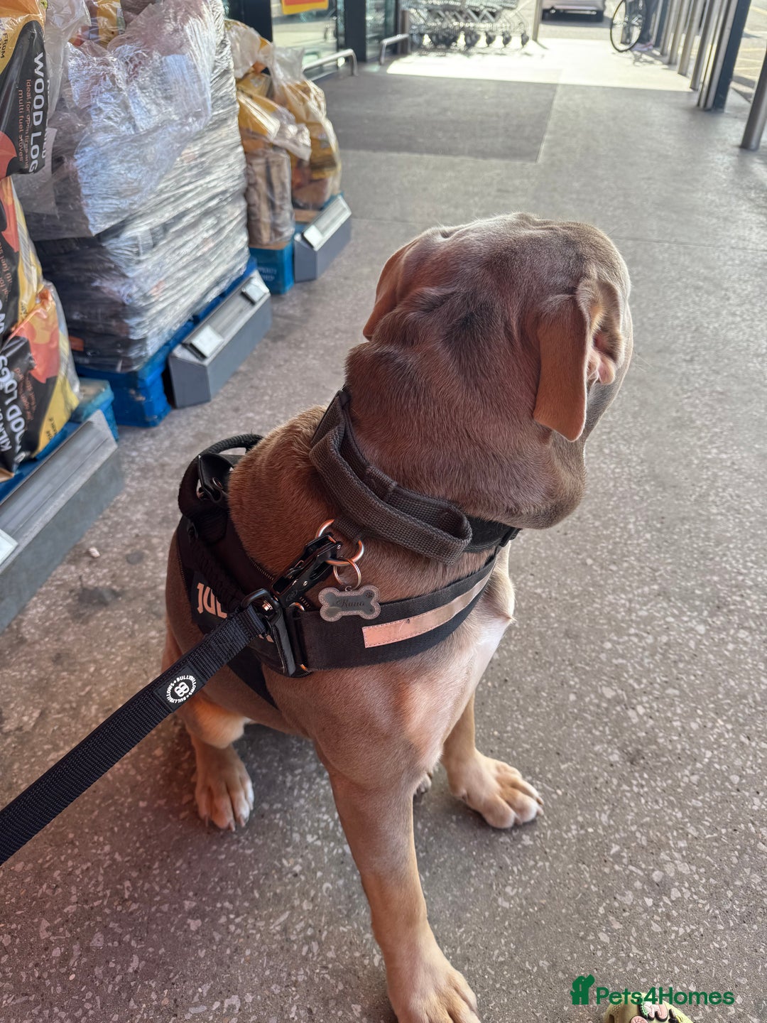 Olde English Bulldogge dogs for sale: Old English in need of a loving home  - Advert 16