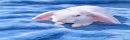 Mixed Breed rabbits for sale: Breeding Trio of Rare Velveteen lops - Advert 11