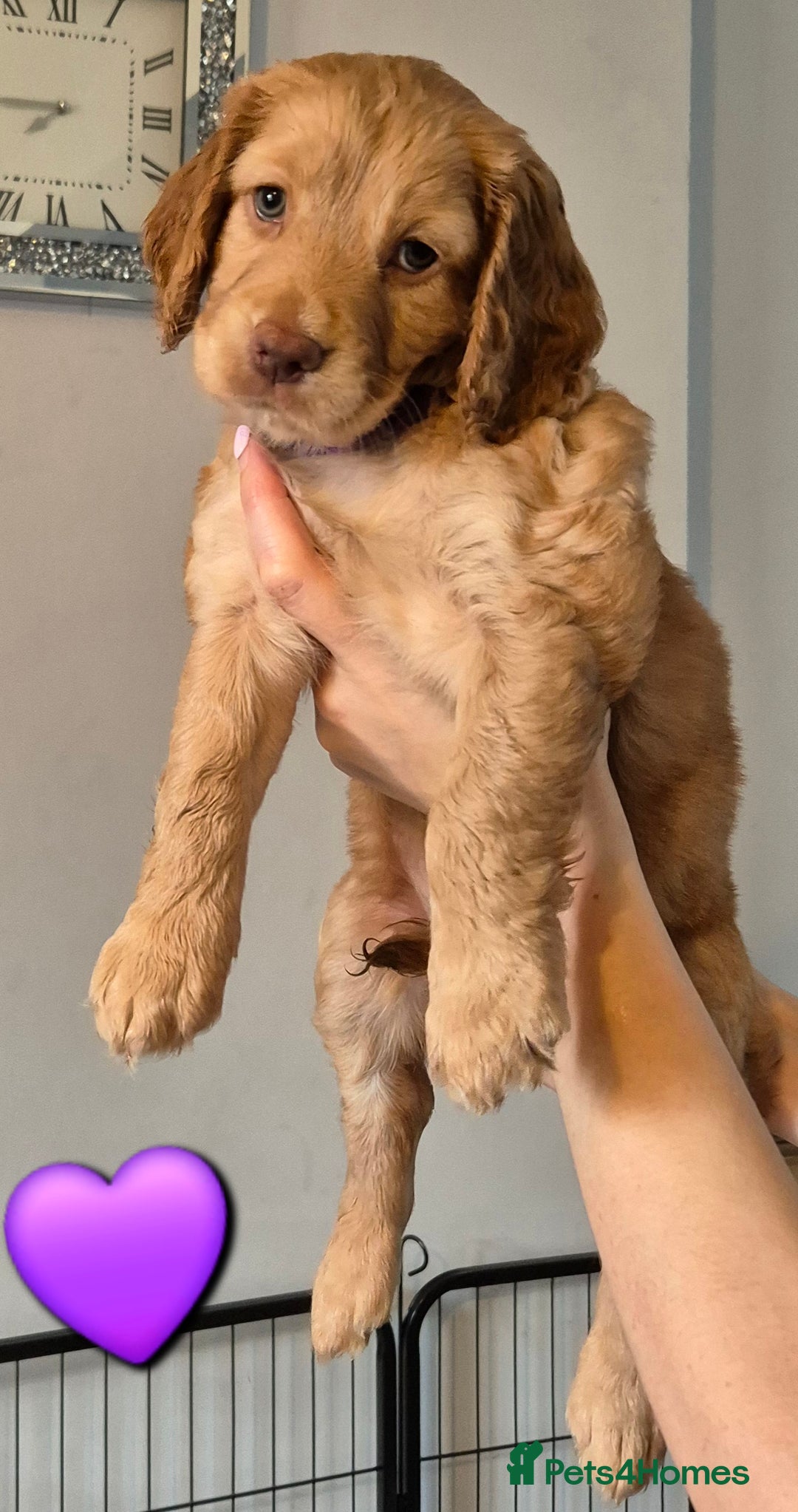 Cockapoo dogs for sale: F1 Cockapoo X Working Cocker Spaniel  - Image 6