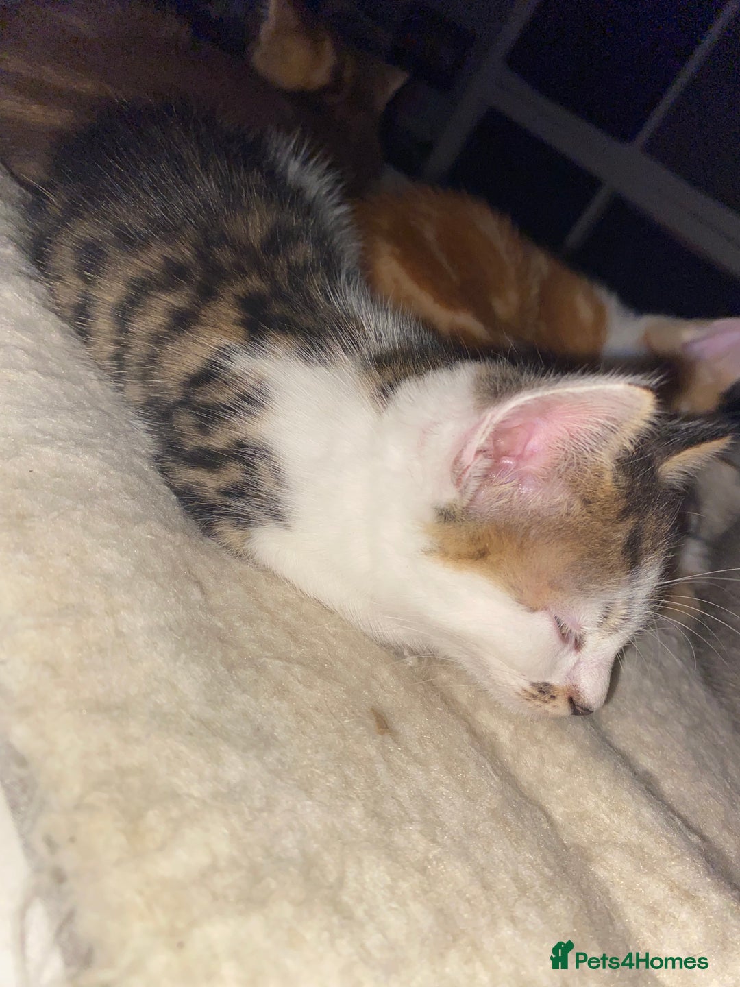 Mixed Breed cats for sale: Ready to go gorgeous male white tabby  - Image 5
