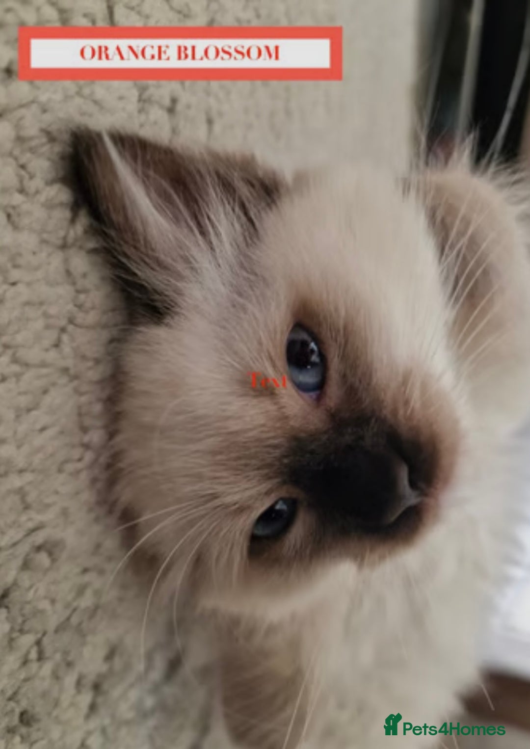 Munchkin cats for sale: Munchkin kittens - Image 9