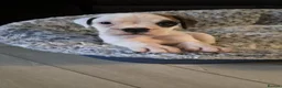 Boxer dogs for sale: Boxers - Advert 4