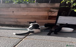 Mixed Breed cats for sale: Lovely kittens looking for their new home - Image 3