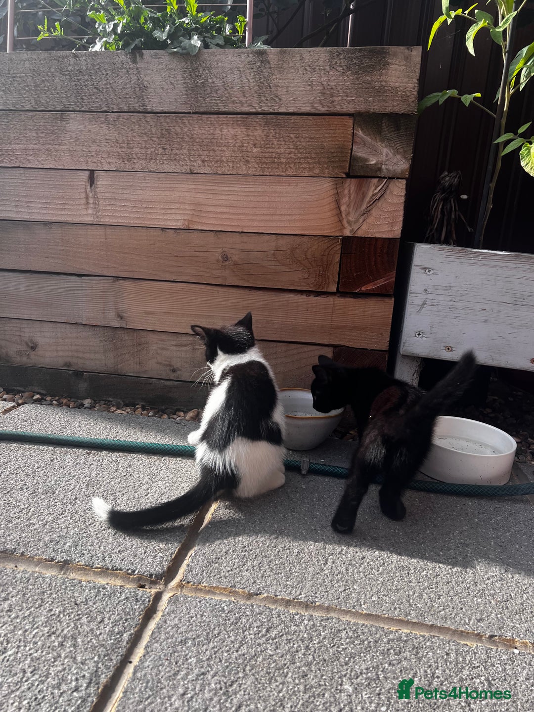 Mixed Breed cats for sale: Lovely kittens looking for their new home - Image 3