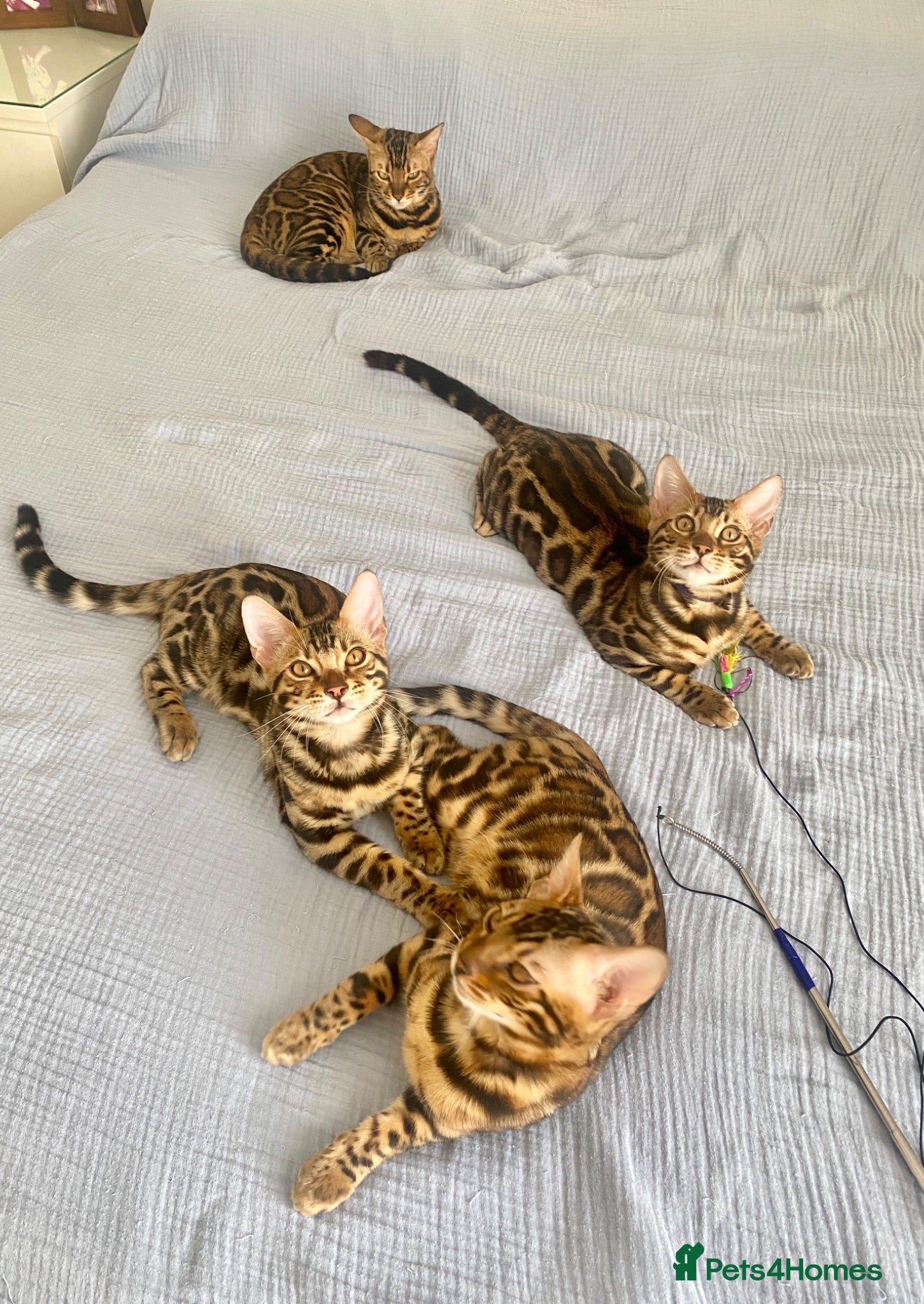 Bengal cats ✨TICA REGISTERED BENGAL BOYS-£500 Each✨✨✨ - Advert 2