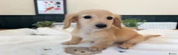 Miniature Dachshund dogs for sale: (3left, ready) Long haired miniature Dachshund  - Advert 22