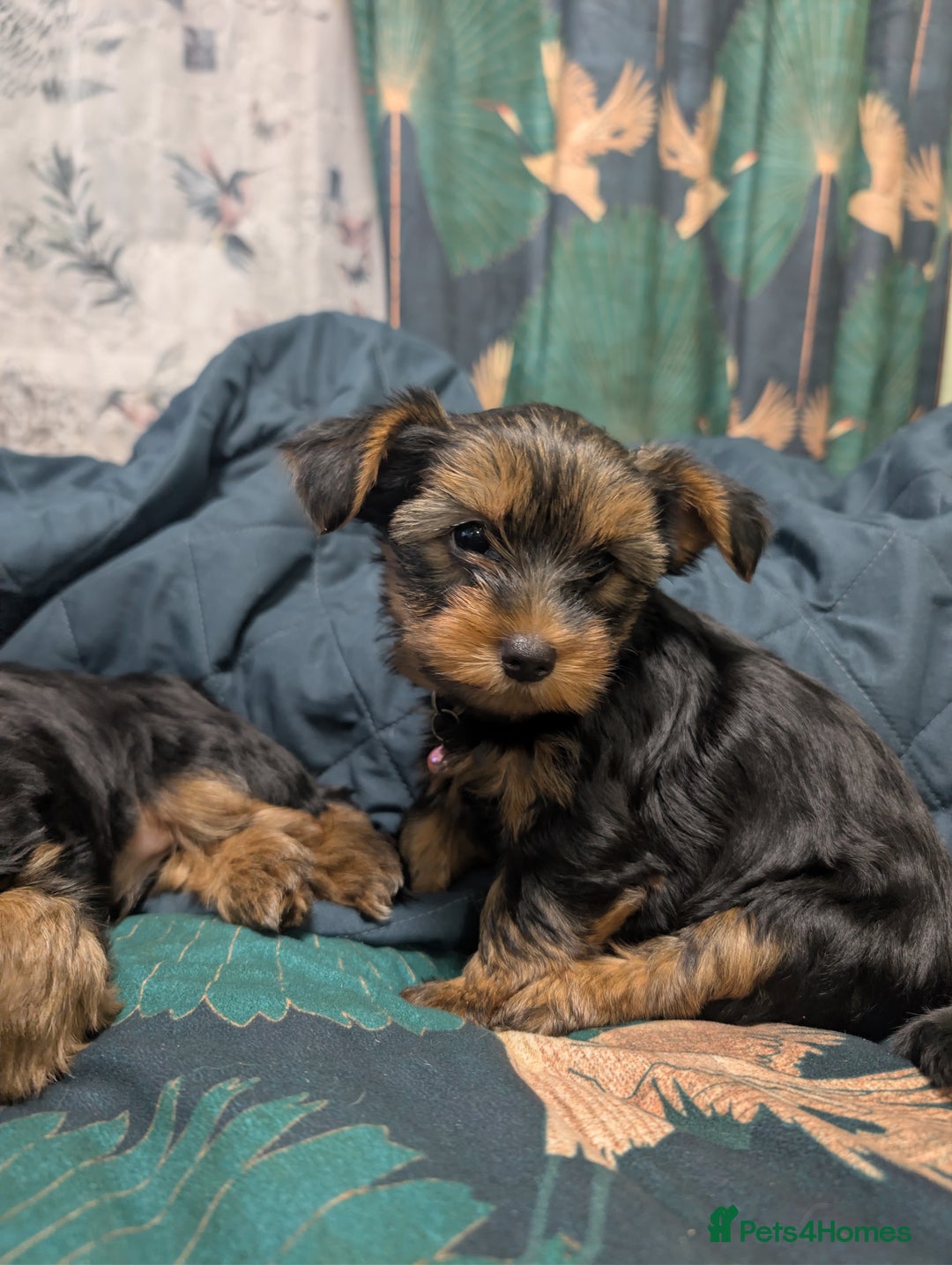 Yorkshire Terrier dogs for sale: Yorkshire Terriers ready for new home  - Advert 19