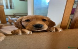 Golden Retriever dogs for sale: Gorgeous Working Type Golden Retriever Puppies  - Image 26