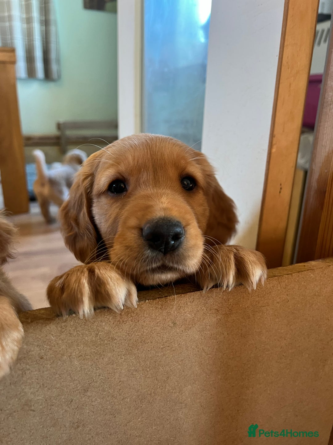 Golden Retriever dogs for sale: Gorgeous Working Type Golden Retriever Puppies  - Image 26