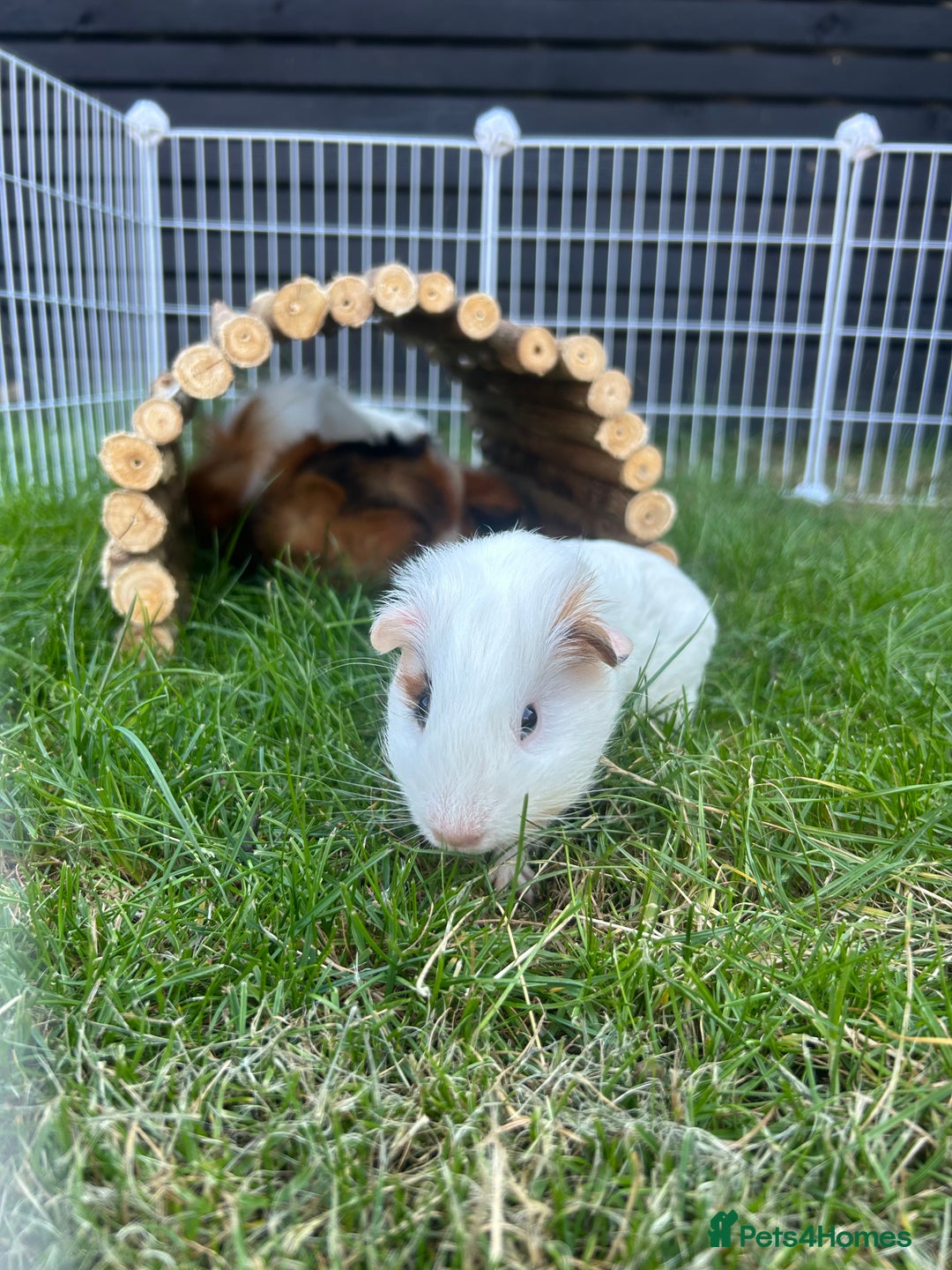 Guinea Pig rodents for sale: 4 guinea pigs  - Image 7