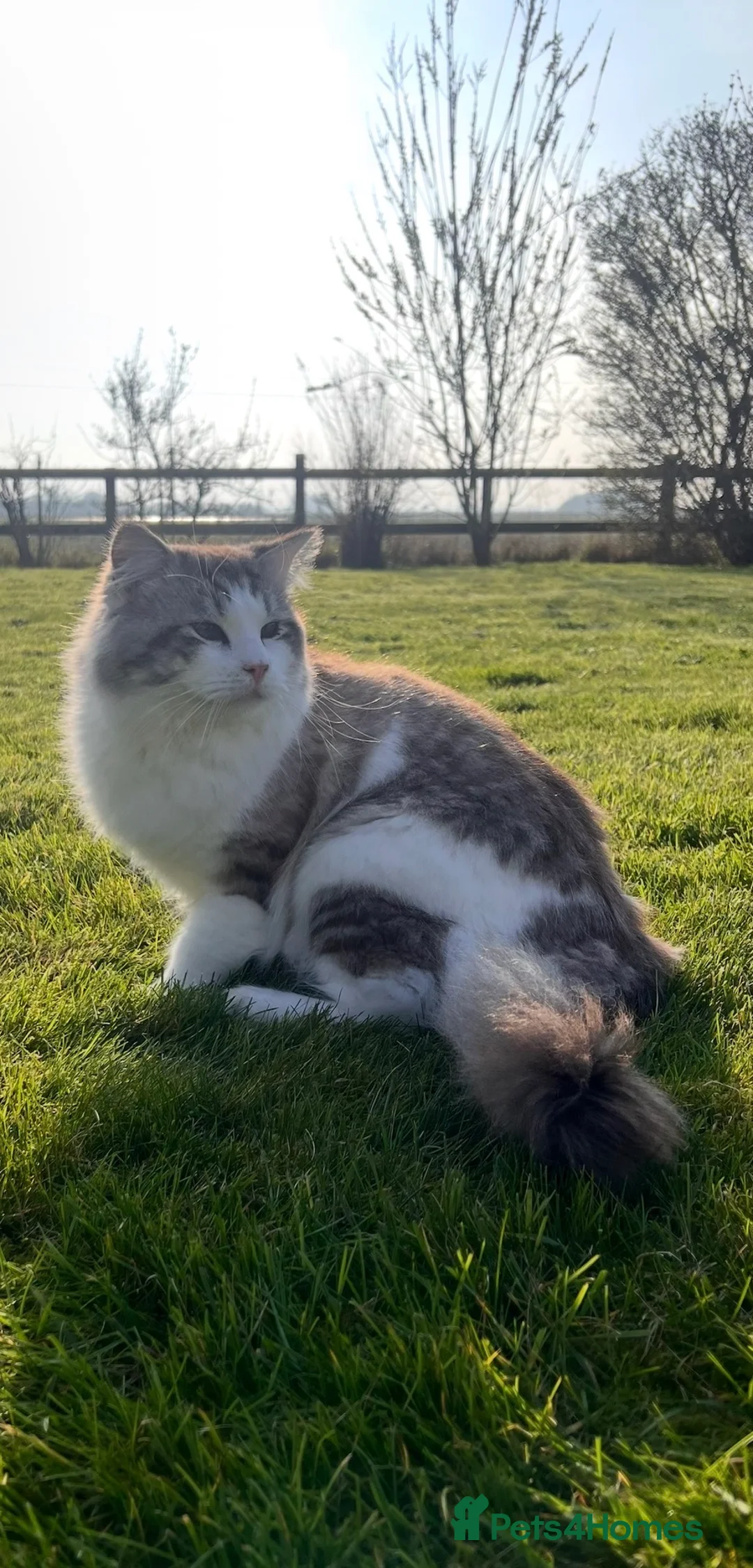 Ragdoll cats for sale: Sweet Ragdoll male and females for loving homes - Advert 2