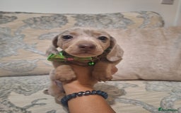 Miniature Dachshund dogs for sale: 5 miniature dachshund - Image 4