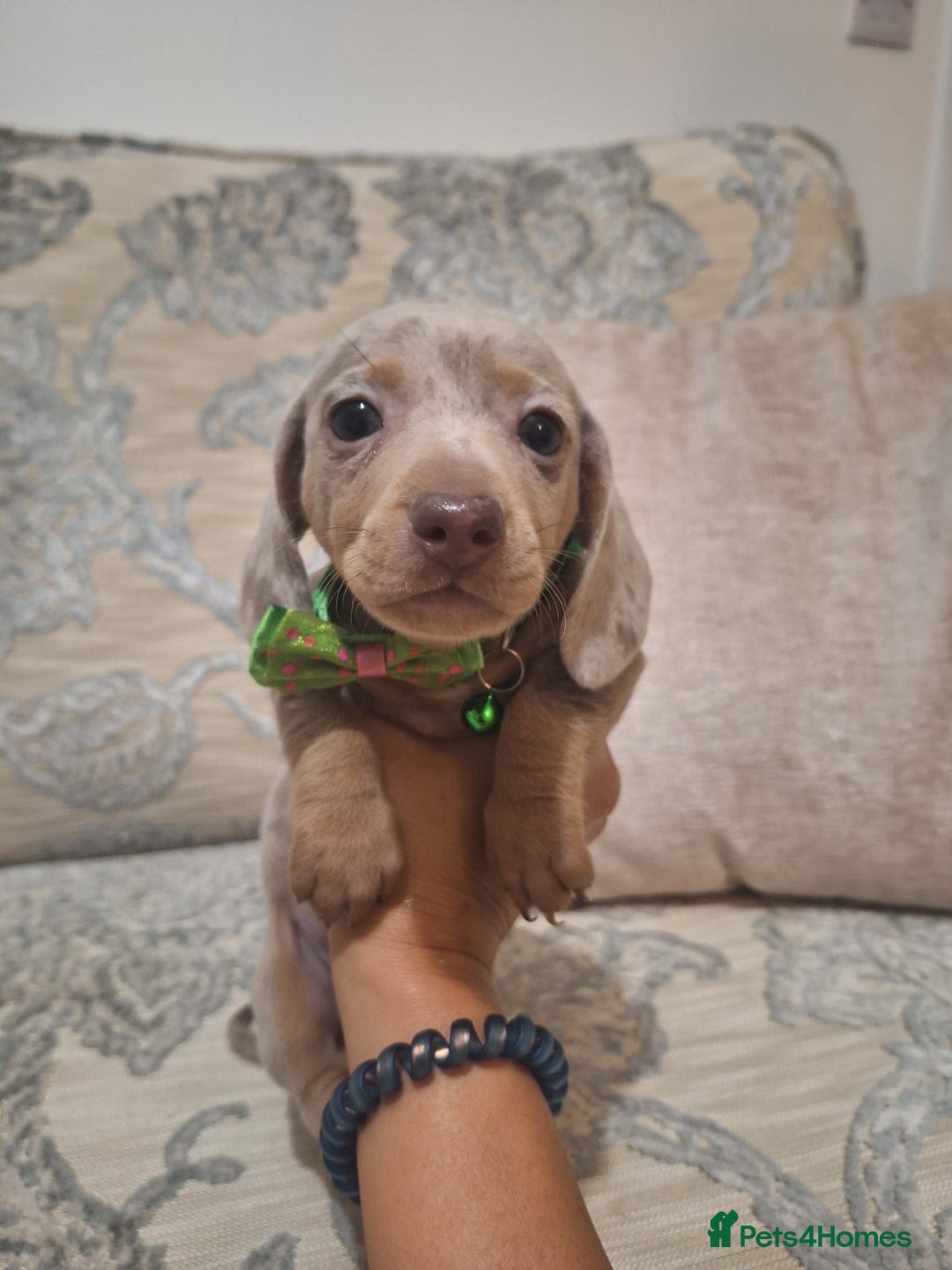 Miniature Dachshund dogs for sale: 5 miniature dachshund - Image 4