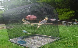 Cockatiels birds for sale: 2 Cockatiels & 2 Budgies with Cage in Preston - Image 10