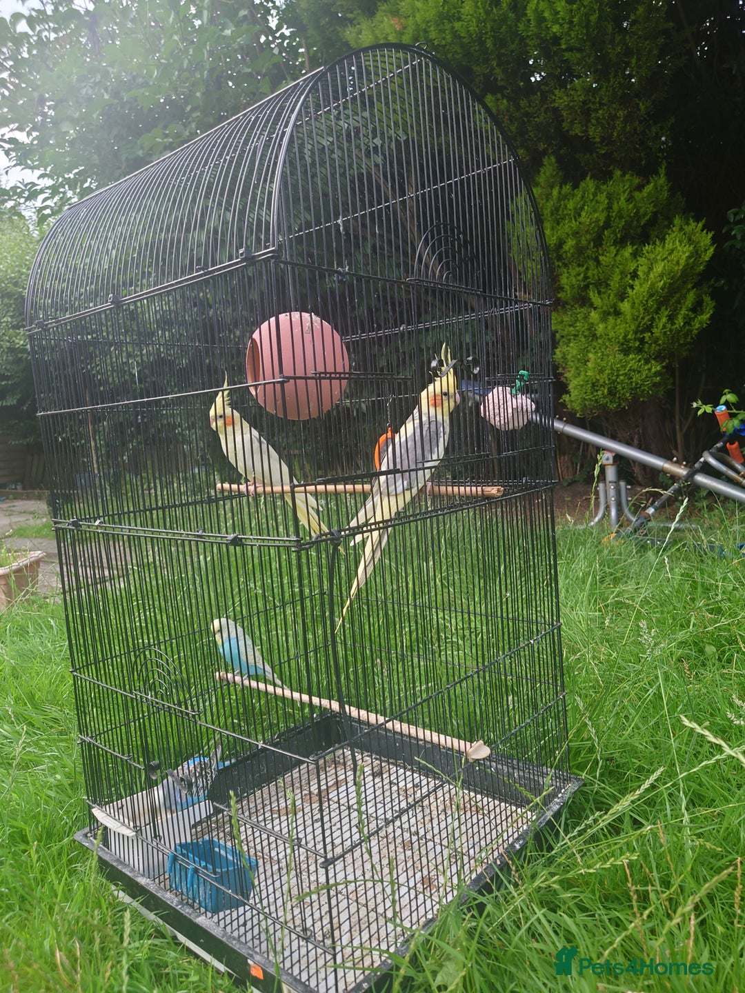 Cockatiels birds for sale: 2 Cockatiels & 2 Budgies with Cage in Preston - Image 10