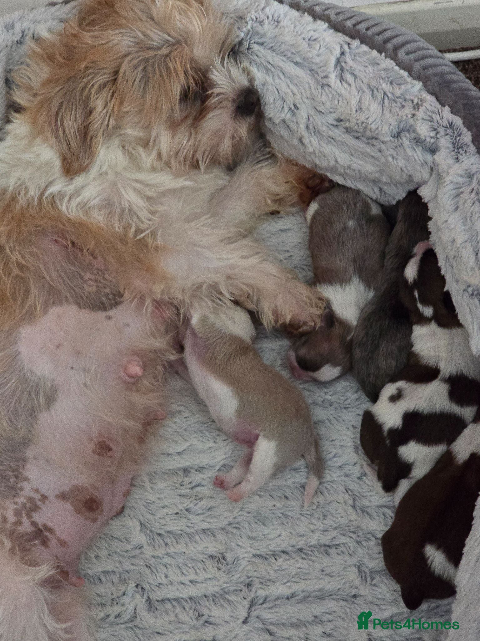 Shorkie dogs Shorkie puppies - Advert 13