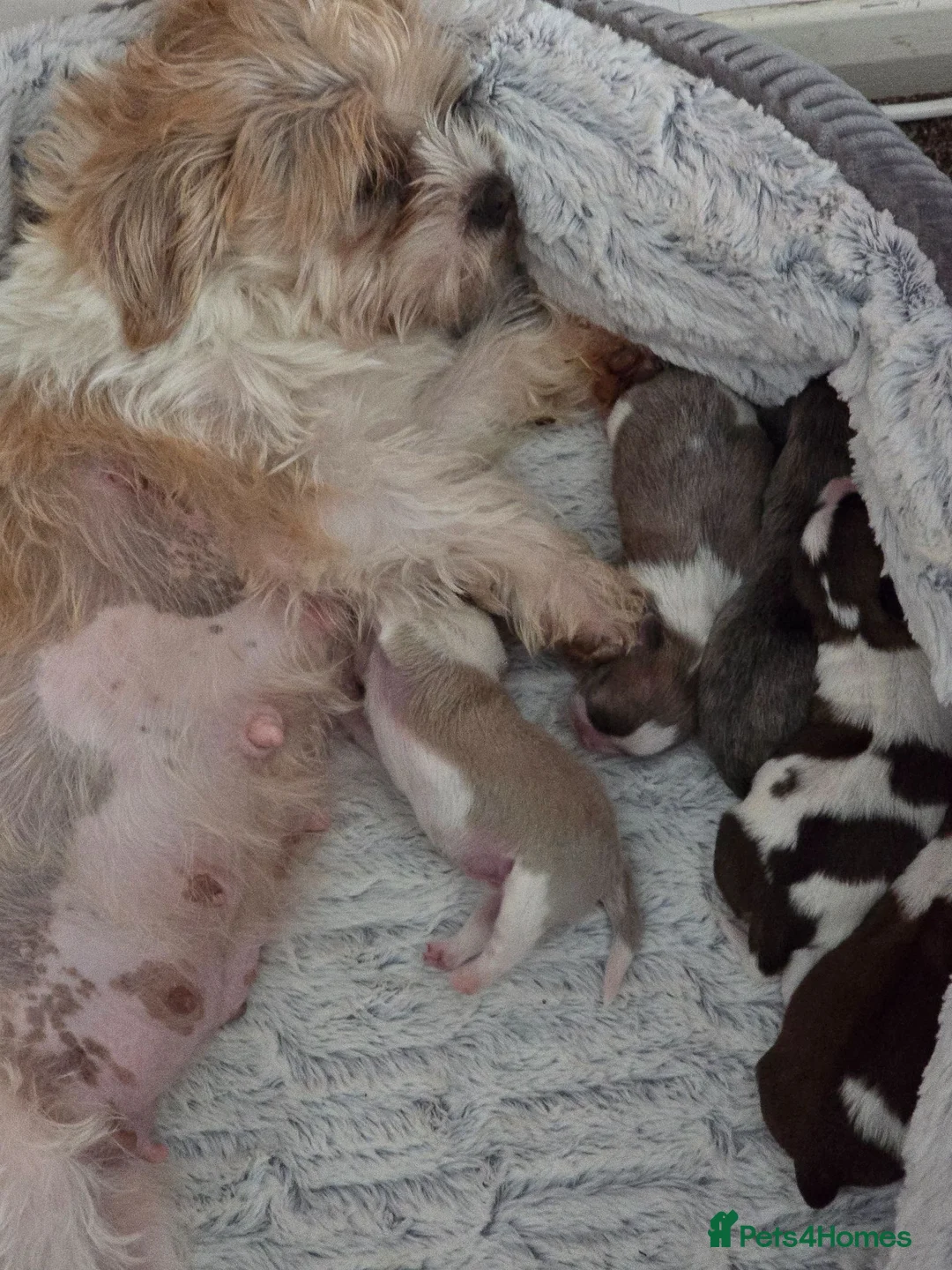 Shorkie dogs for sale: Shorkie puppies in Ferryhill - Advert 1