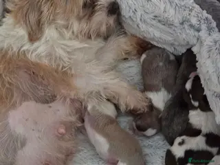 Shorkie dogs Shorkie puppies - Advert 10