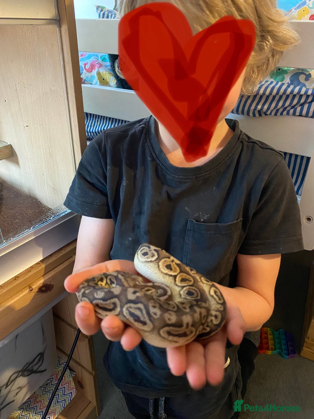 Python Snake reptiles for sale: Royal python and full set-up - Advert 2