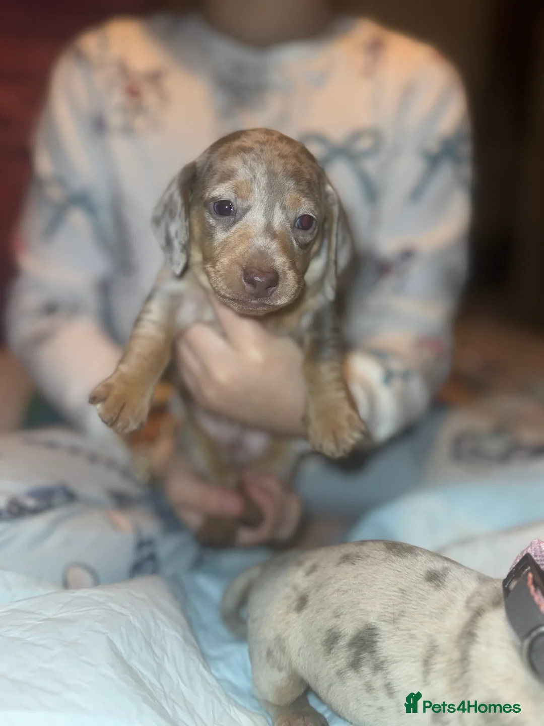 Miniature Dachshund dogs for sale: Isabella silver dapple miniature Daschound puppy’s - Advert 13