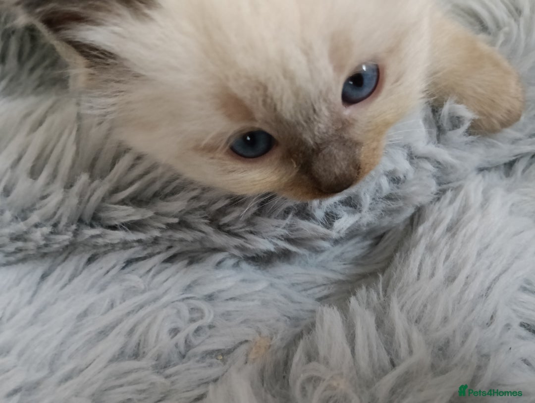 Ragdoll cats for sale: GCCF registered pedigree ragdoll kittens  - Advert 20
