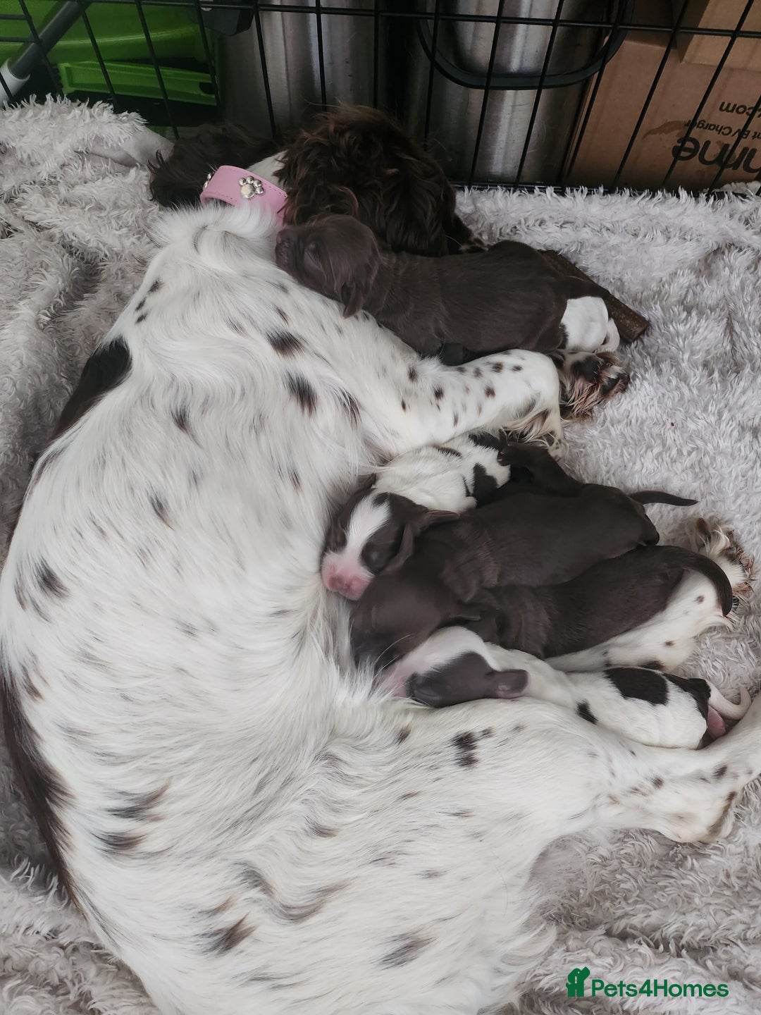 Cocker Spaniel dogs for sale: 7 pups 4 girls 3 boys  - Image 6