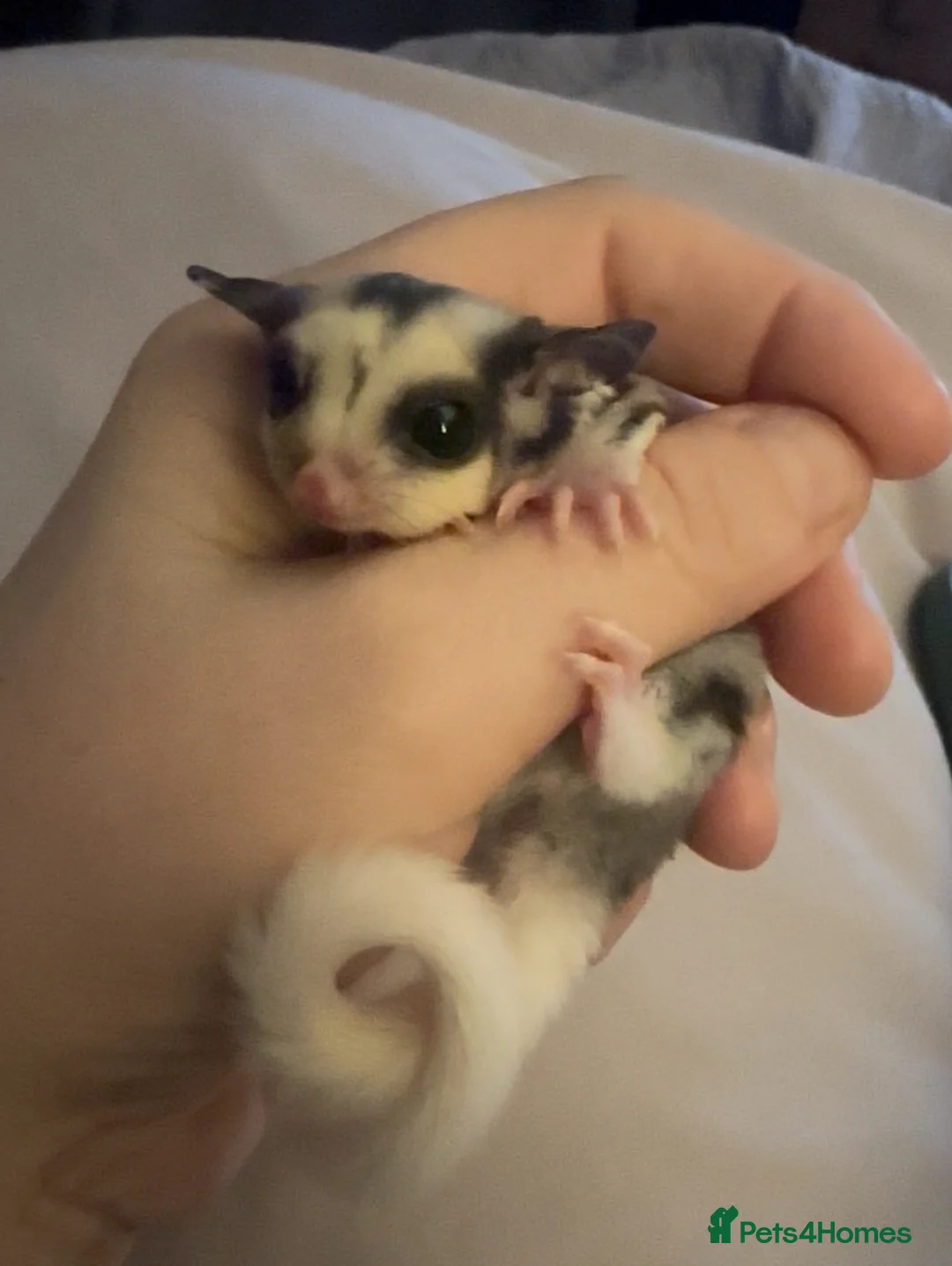 Sugar Glider rodents for sale: Sugar Glider Three Males plus Cage & Accessories - Advert 6