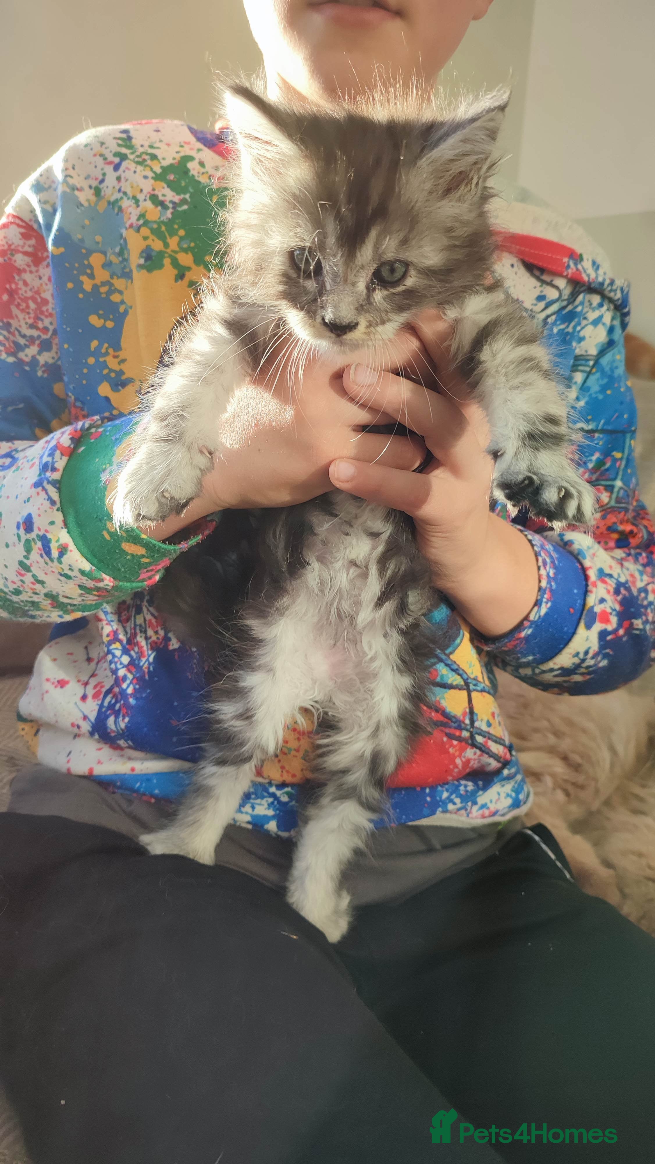 Maine Coon cats Tica Reg and fully health tested - Advert 3