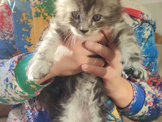 Maine Coon cats Tica Reg and fully health tested - Advert 3