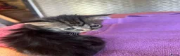 Mixed Breed cats for sale: Persian x Siamese  kittens for sale  in Canterbury - Advert 10