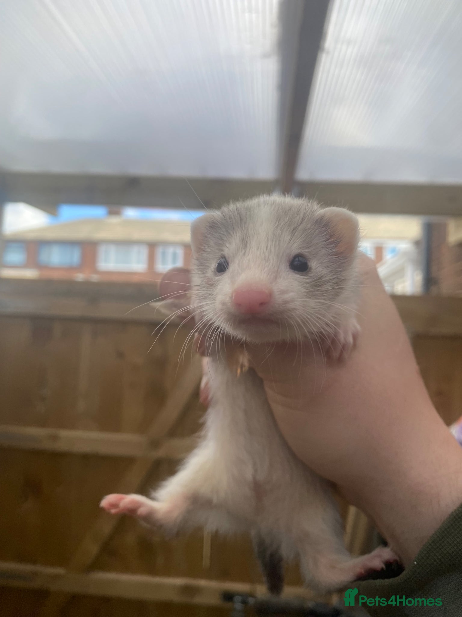 Ferret rodents Ferret kits, WF3 postcode  - Advert 1