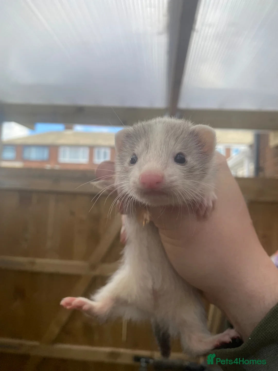 Ferret rodents for sale: Ferret kits, WF3 postcode  - Advert 1