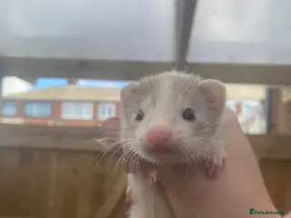 Ferret rodents Ferret kits, WF3 postcode - Advert 1