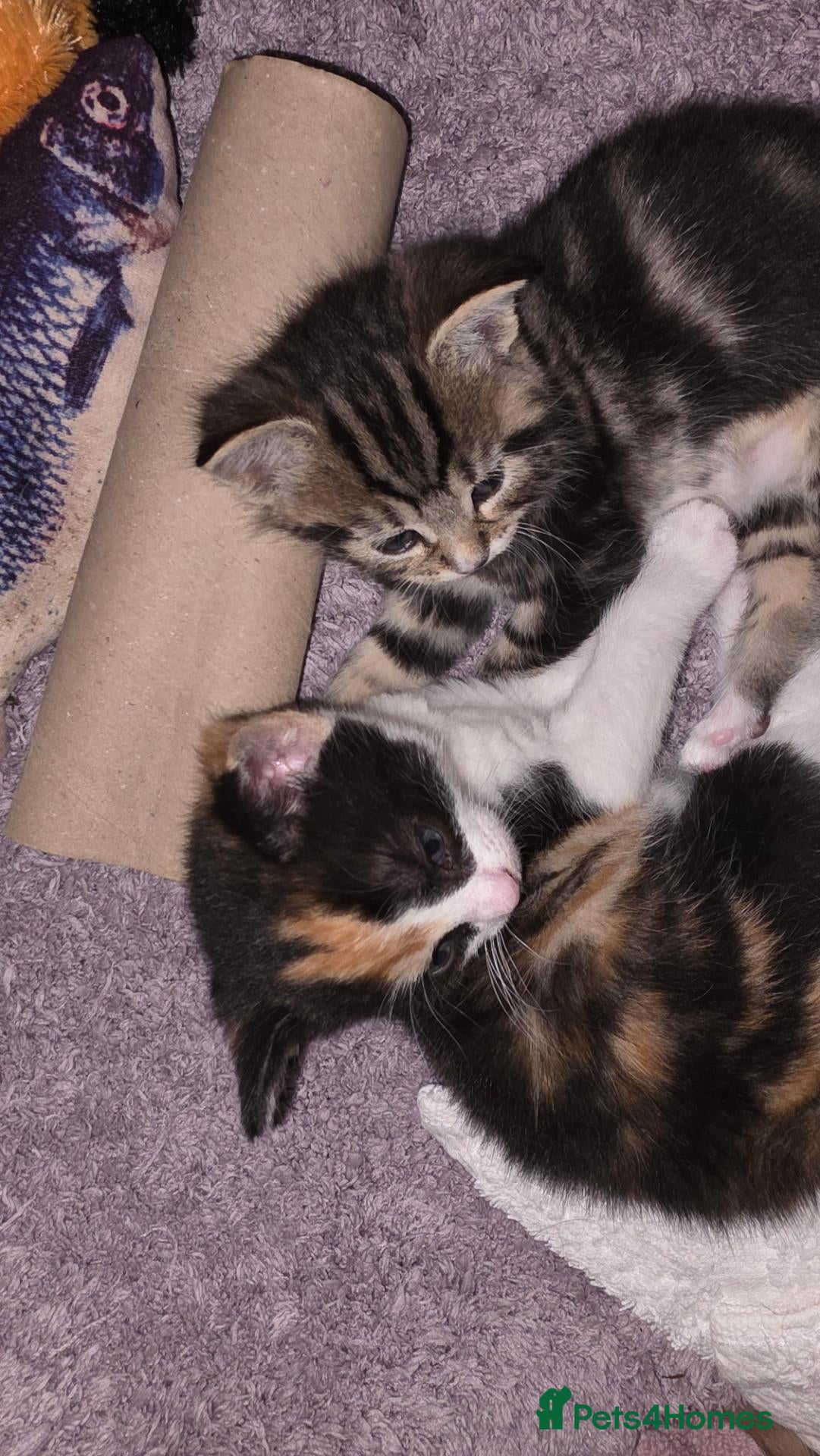 Mixed Breed cats 2 kittens for sale - Advert 11