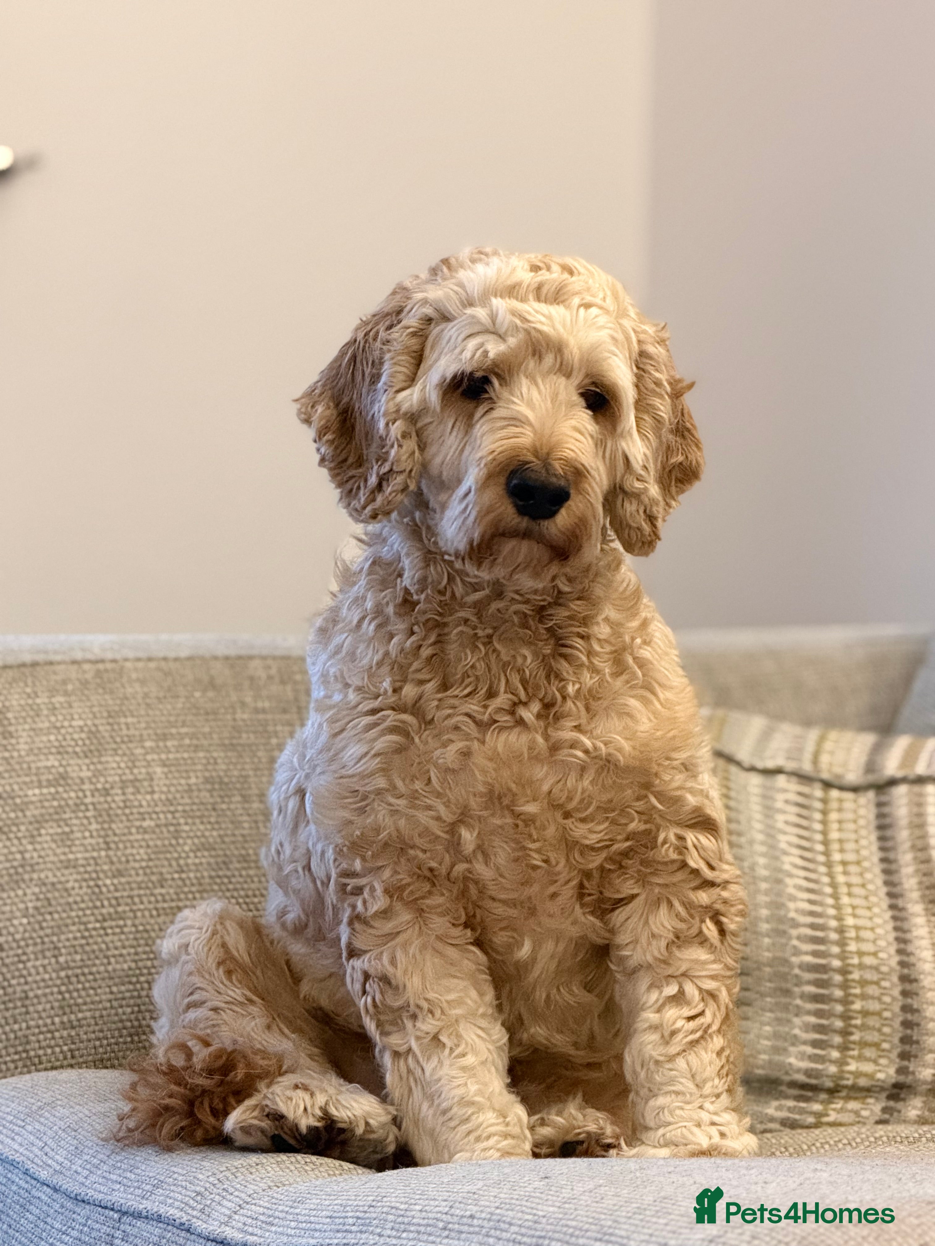 Mixed Breed dogs 3 yr old Cockapoo male - Advert 11