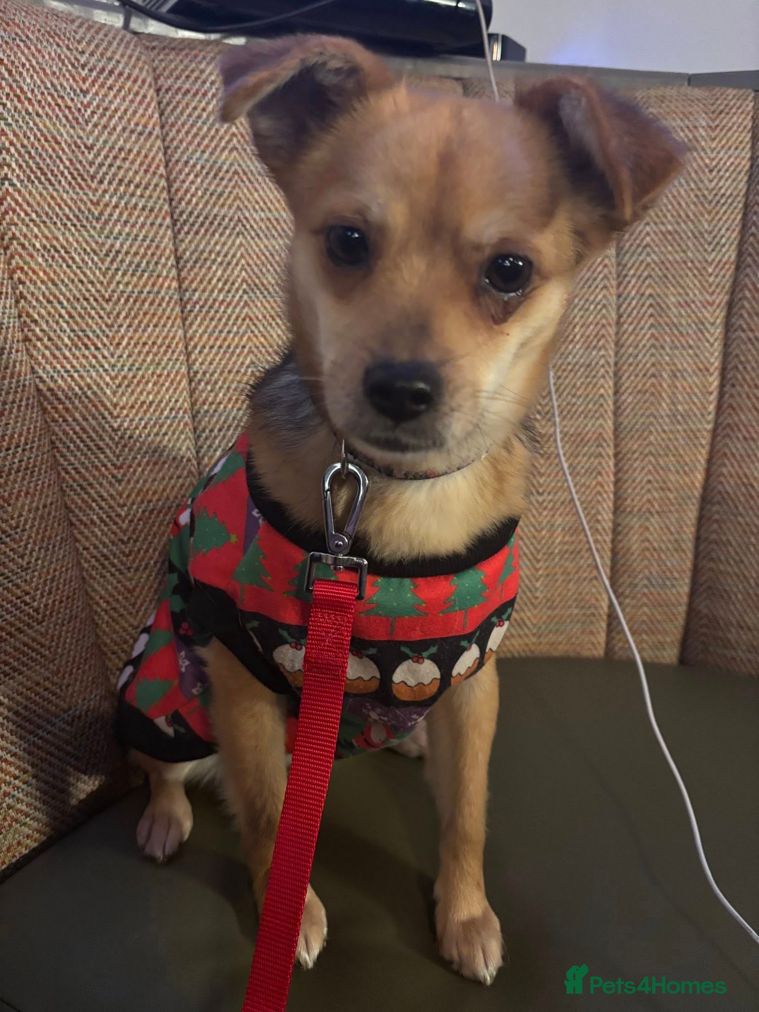 Mixed Breed dogs Perfect Precious - Advert 2