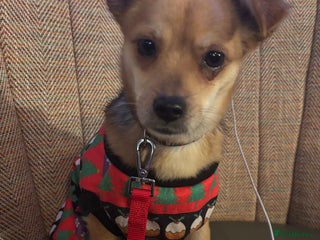 Mixed Breed dogs Perfect Precious - Advert 2