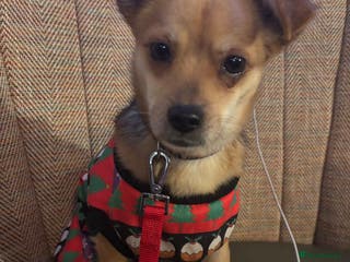 Mixed Breed dogs Perfect Precious - Advert 9