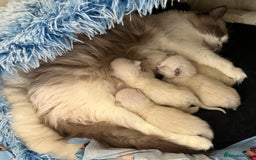 Ragdoll cats for sale: Beautiful Ragdoll Kittens (GCCF)TICA Reg. - Image 15