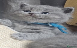 British Shorthair cats for sale: High Quality British Short Haired Kittens - Image 1