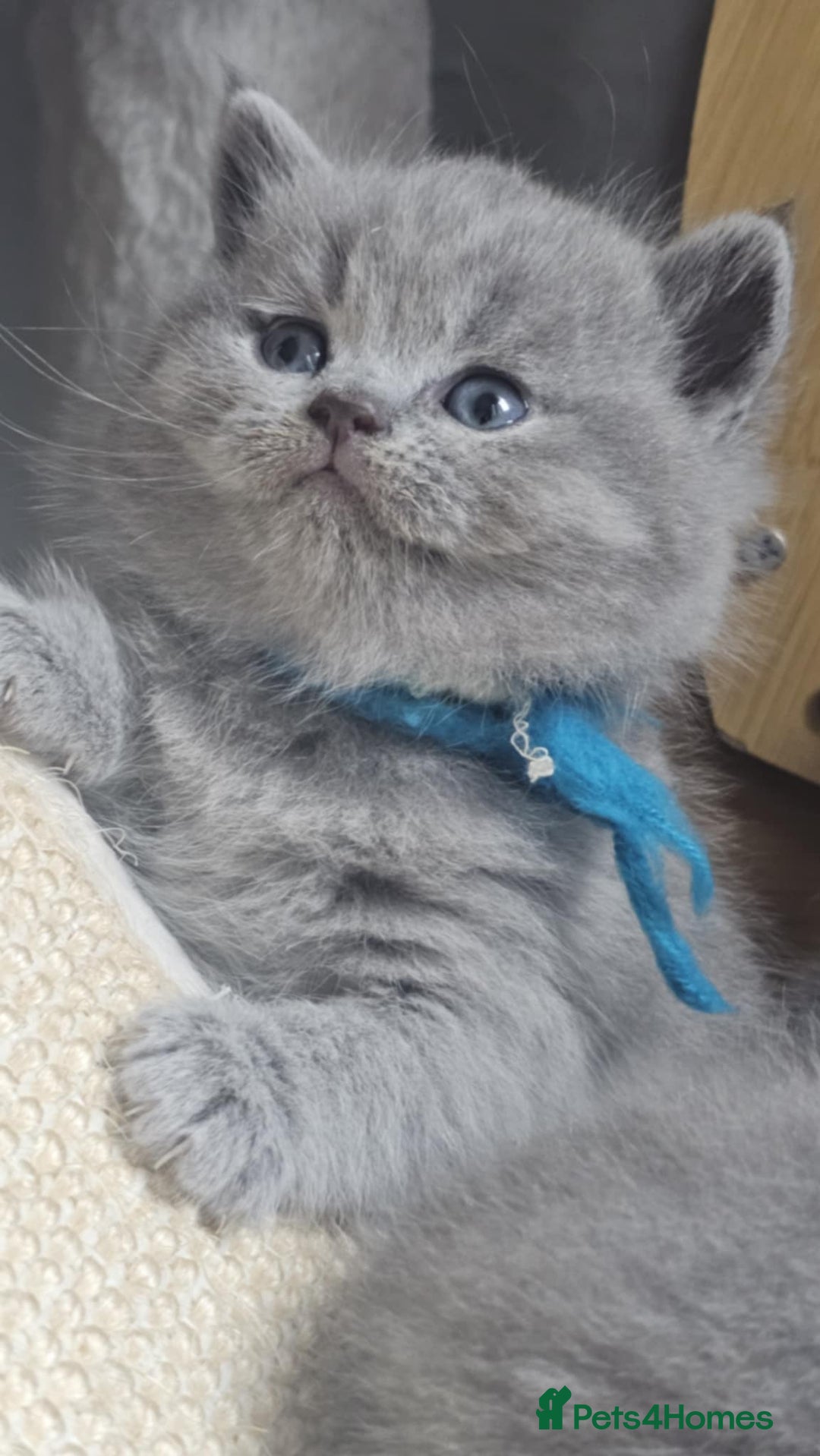 British Shorthair cats for sale: High Quality British Short Haired Kittens - Image 1