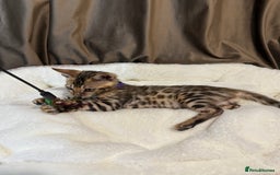 Bengal cats for sale: Adorable Bengal kittens - Image 6